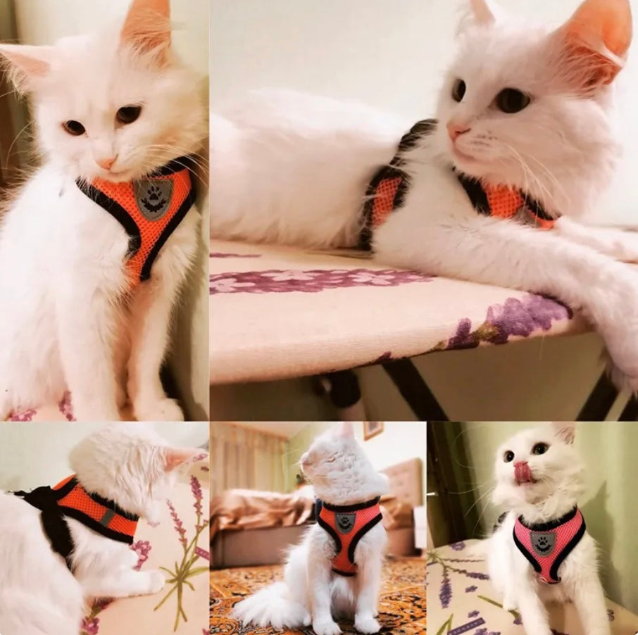 Adjustable Mesh Cat Harness Vest with Leash - Dog and Cat Studio