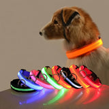 LED Lit Fluorescent Dog Collar  – Safety and Style Combined! - Dog and Cat Studio